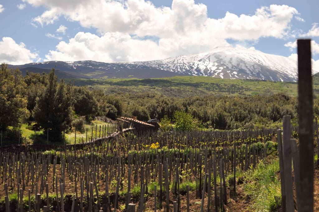 Vineyards in the Etna area of Sicily
