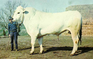 best beef, Chianina bull from Tuscany