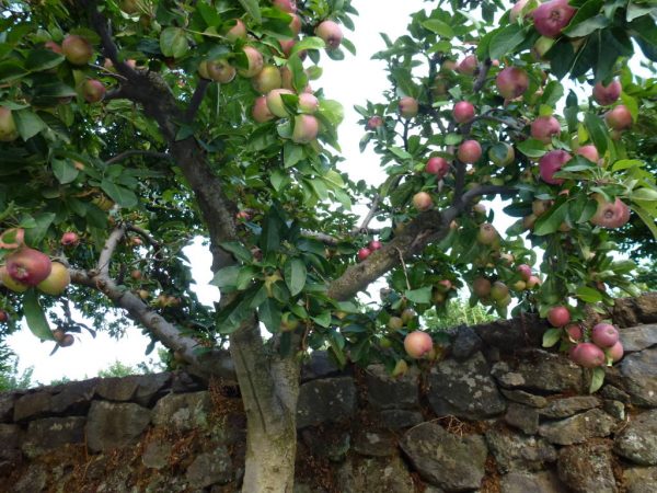 juicy Etna apples