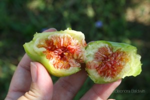 September figs in Italy