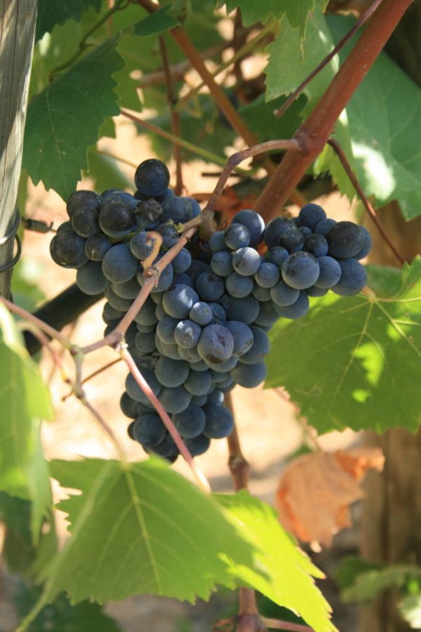 grape harvest in Italy