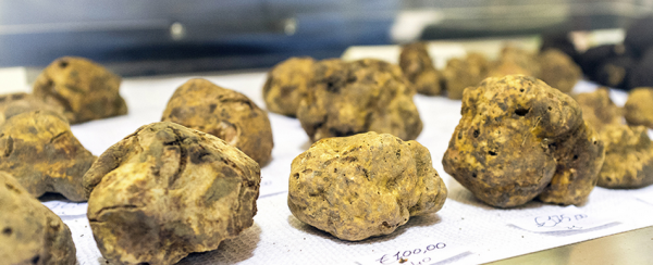 white truffles are in season