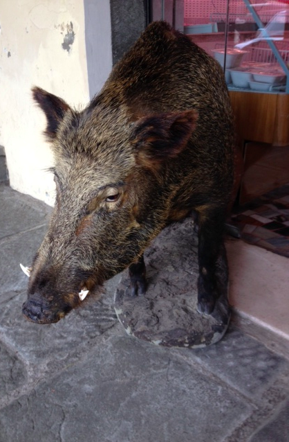cinghiale, wild boar in Tuscany