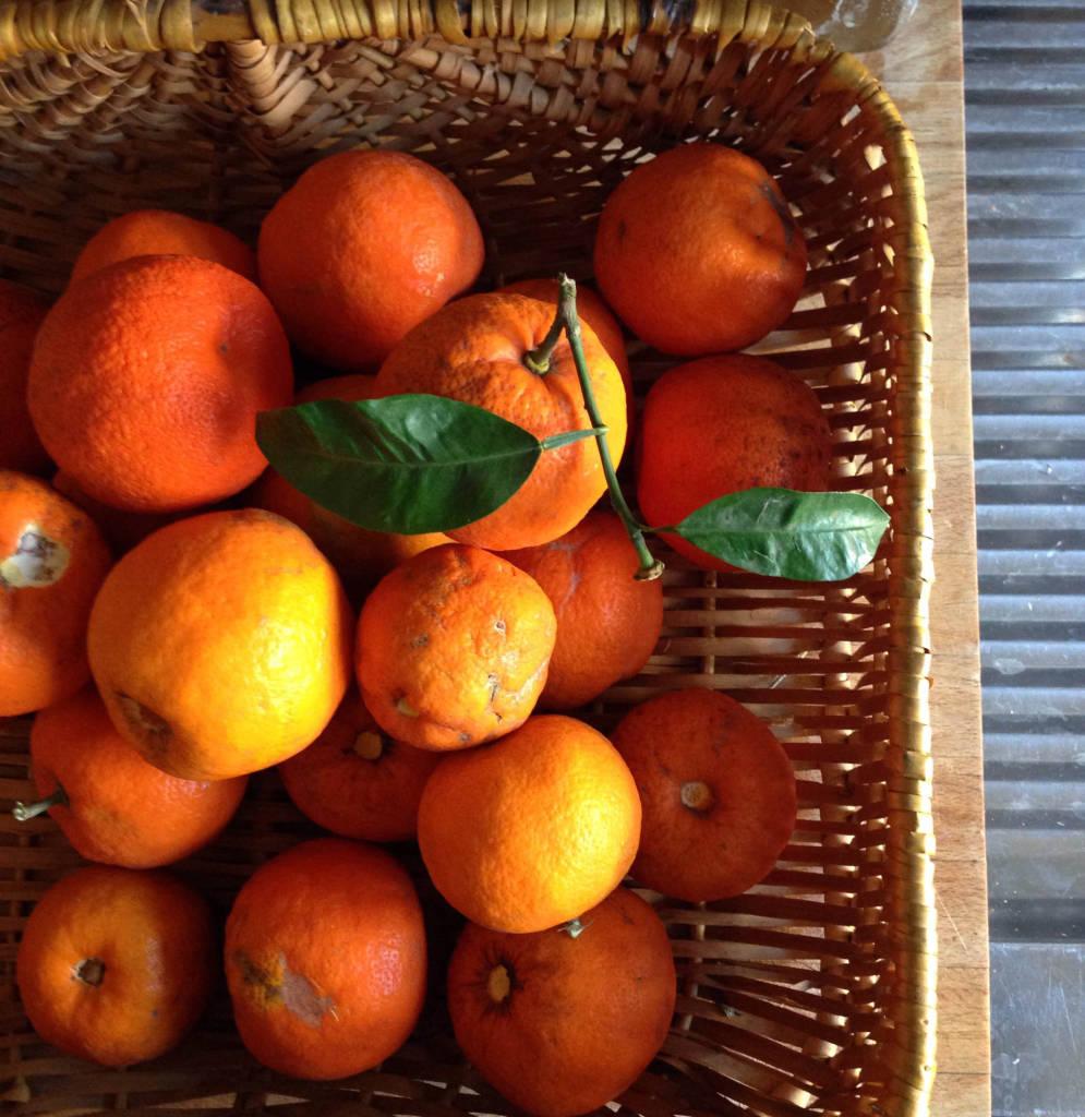 Seville oranges foraged in Rome