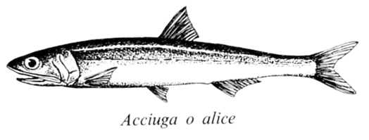anchovies · www.casamiatours.com