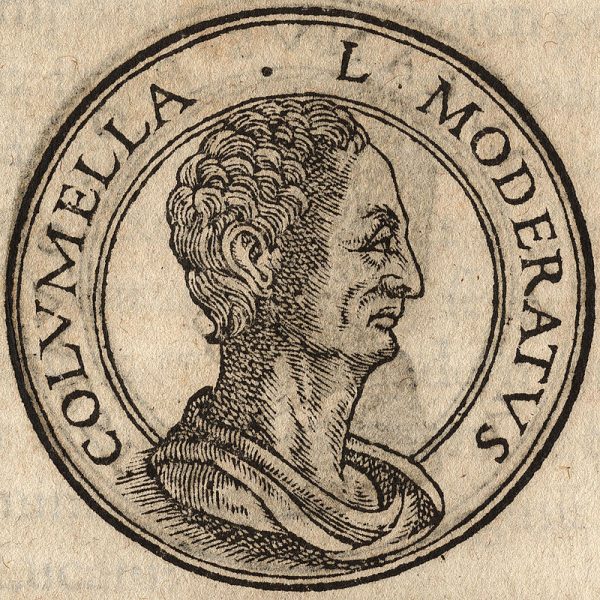 Lucius Junius Moderatus Columella mentions coriander in his writings