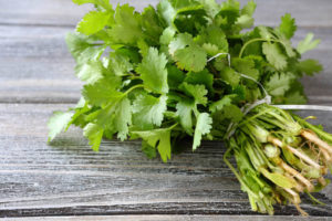 The Herb Garden - Coriander