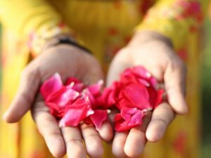edible flowers: rose
