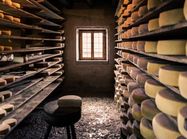 raw milk cheese aging in the cellar