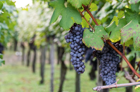 grapes wine regions