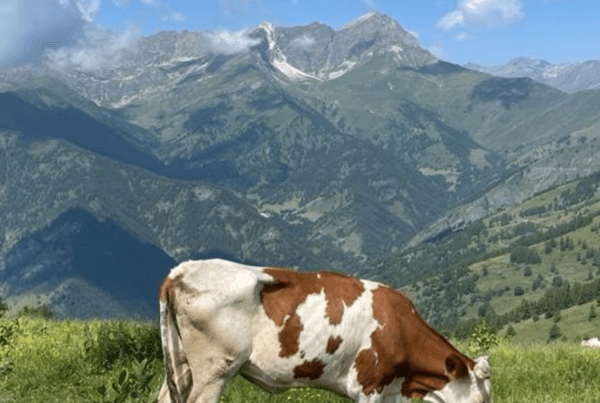 lessons i learned from cows: make a change