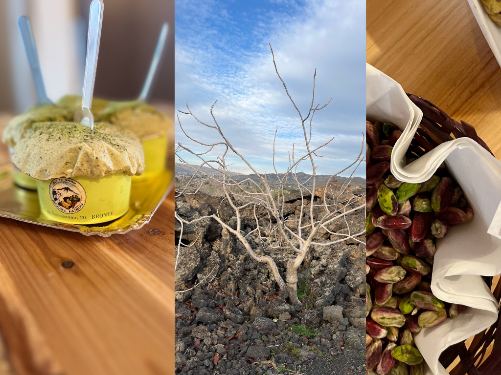 pistachio farm experience: one of the 10 new experiences