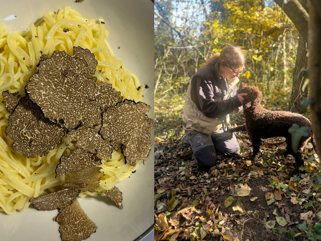 truffle hunting in piedmont