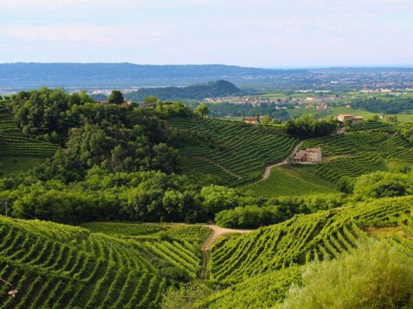 veneto wine regions green hills and vines near Treviso