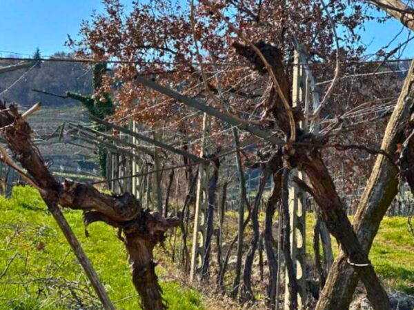 valpolicella vines