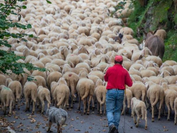 transumanza flock drive