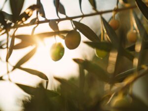 autumn food in italy olive harvest
