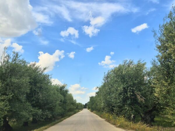 country road in puglia lined with olive trees