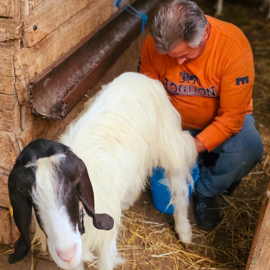 farmer milking goat