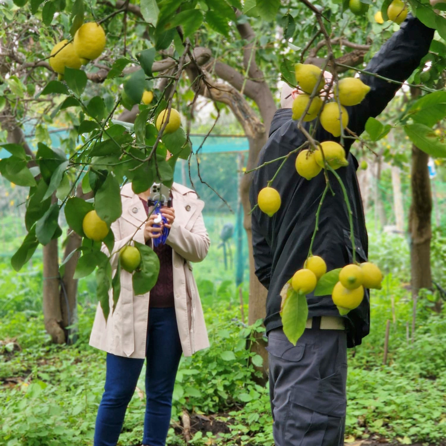 Two people picking lemons from a tree