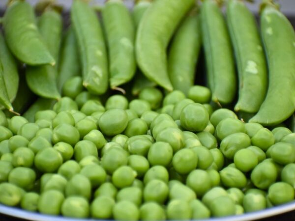 freshly shelled peas