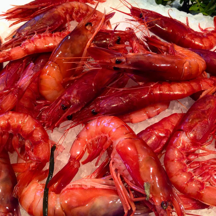close up of raw red shrimp on ice