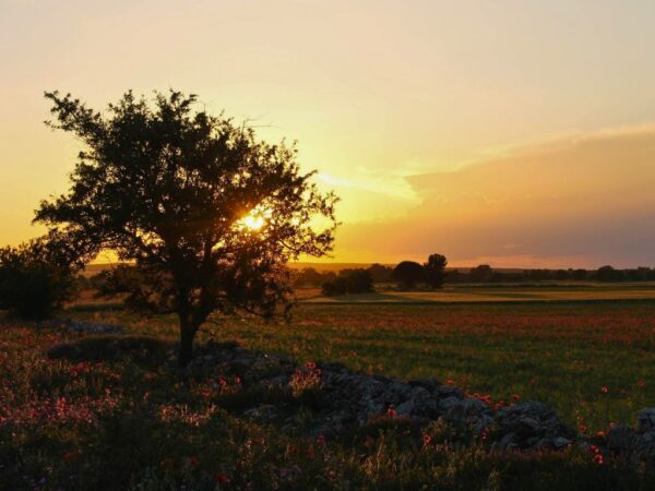 puglia olive tree with sunset behind
