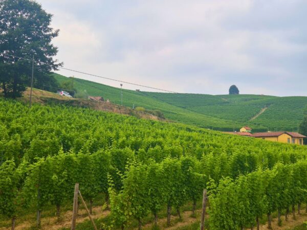 barolo green vines 