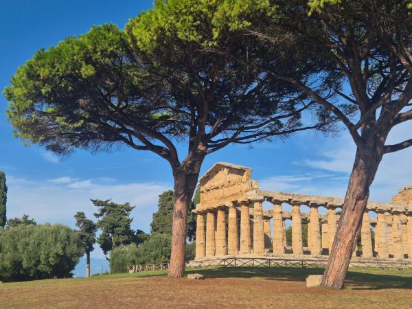 paestum greek temple with pine trees around