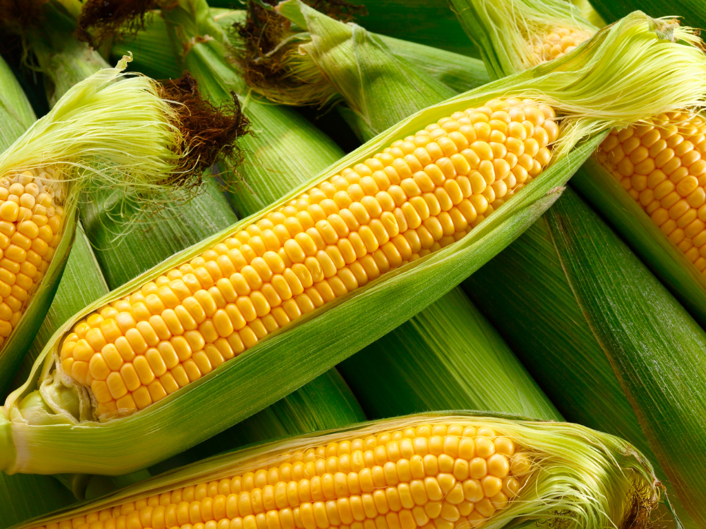 summer corn