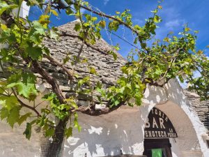 grape vine in front of white trulli building in alberobello puglia