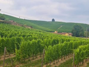 green vines in rows on the hills of barolo piemonte italy