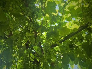 la vendemmia close up of grapes on a vine