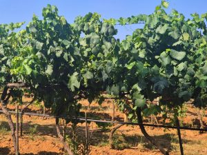 close up of vines in alghero sardinia