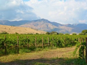 wide view of green vines in sicily with mountains behind