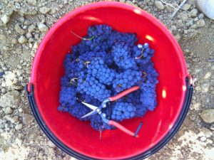 top down view of sangiovese grapes in a bucket 