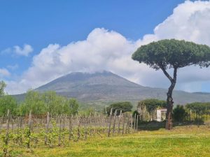 view of vines with mount vesuvius in background